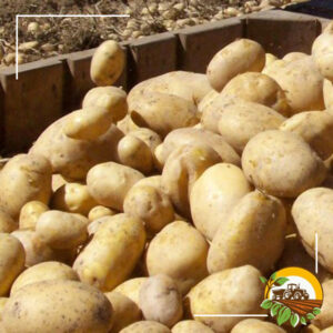 patate 5kg